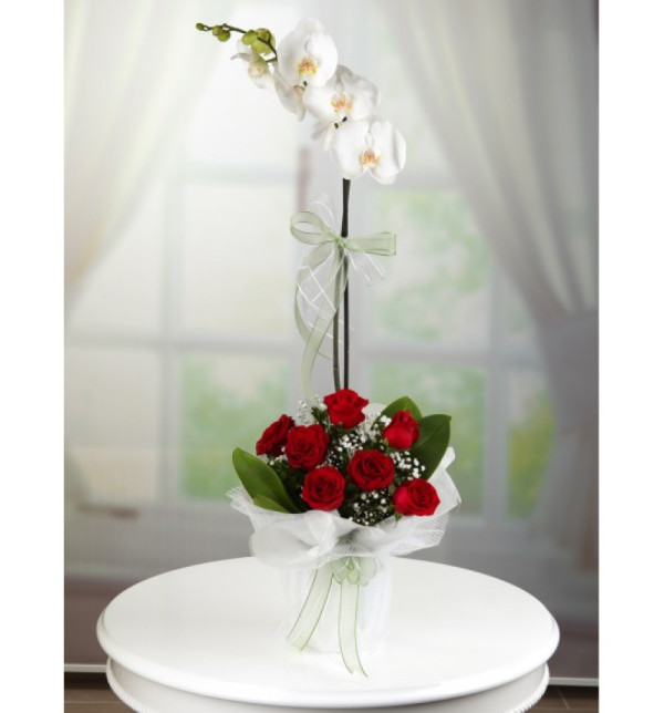 BEYAZ ORKİDE ALTINDA KIRMIZI GÜLLER