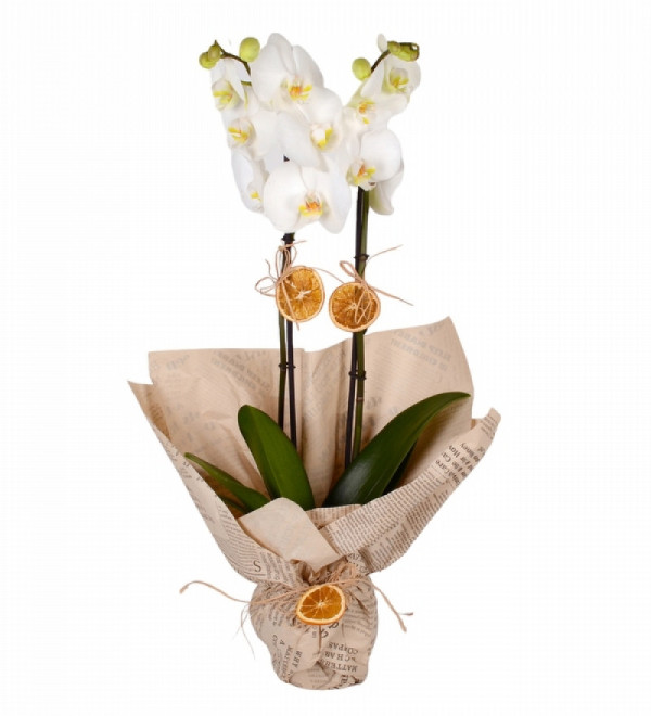 Çift Dal Beyaz Orkide